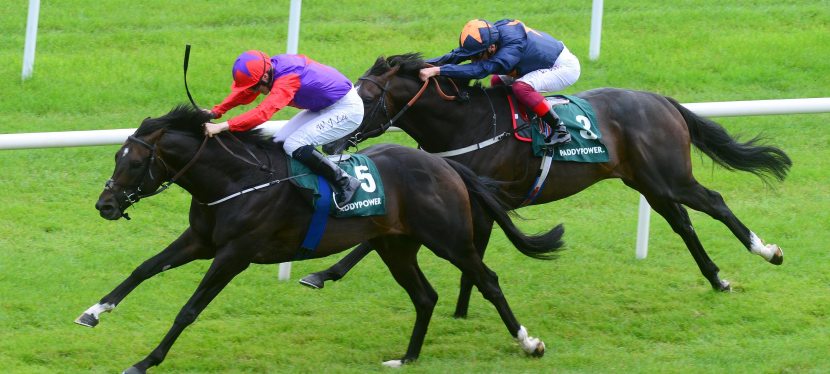 Romanised wins the Minstrel Stakes at the Curragh&nbsp;Racecourse